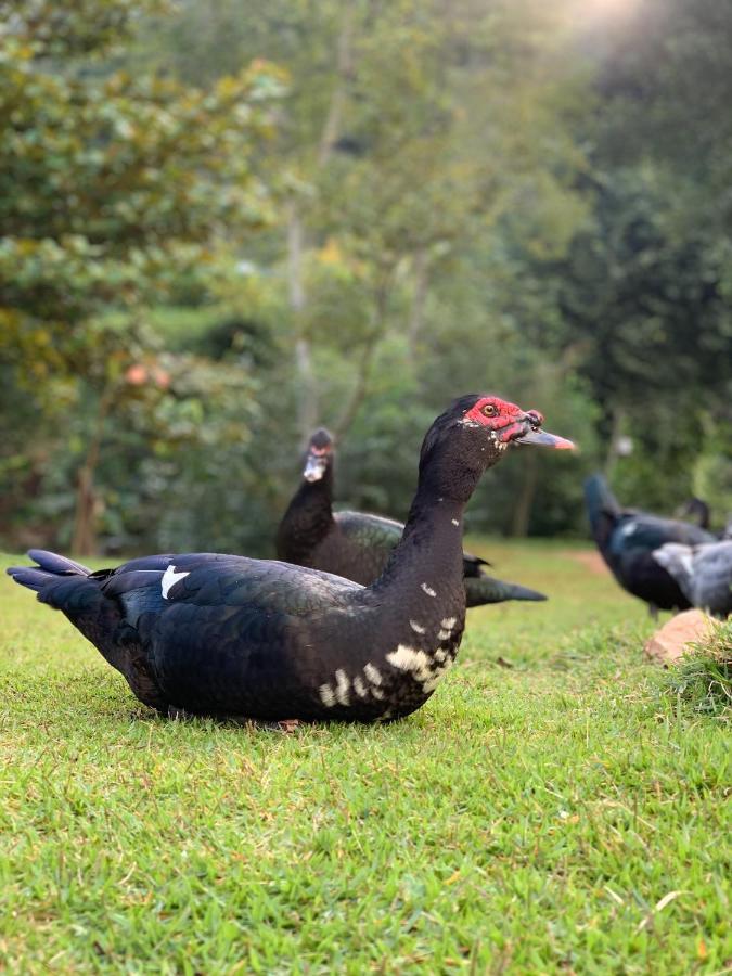 Parque Ribeirão - Cachoeira da Fumaça - Pousada Camping Santa Leopoldina Exterior foto